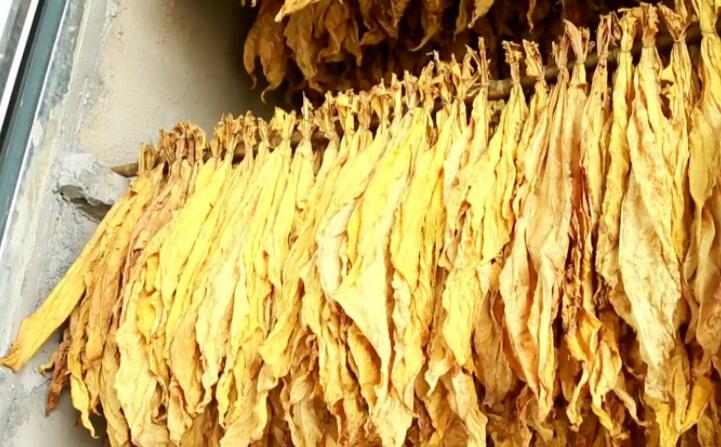 木屑顆粒燃料烘烤煙葉可以嗎？